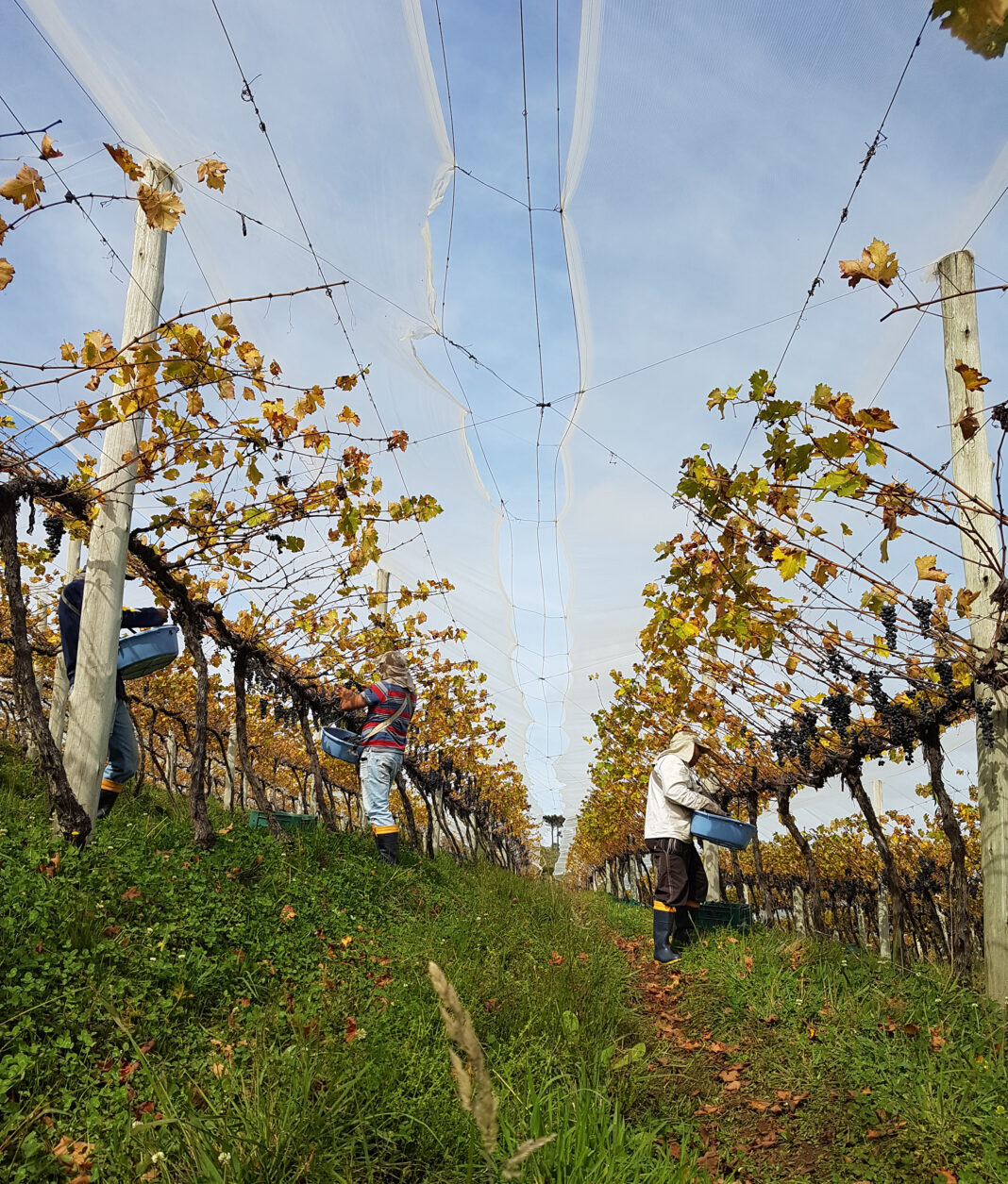 vinicola monte agudo