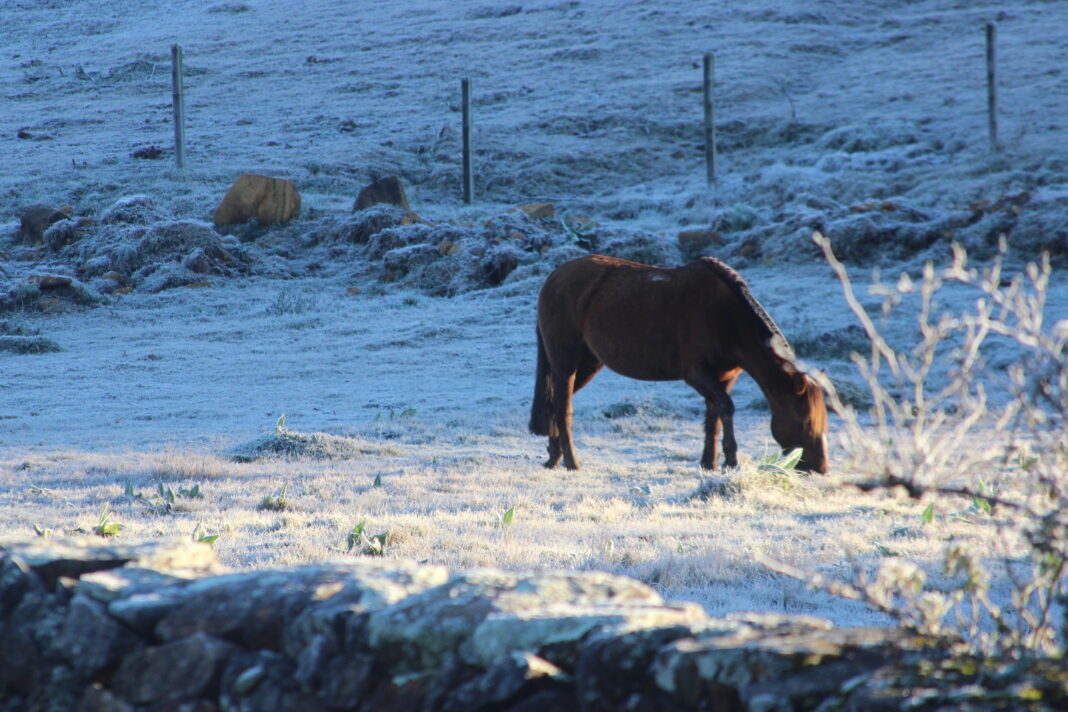 CAVALO