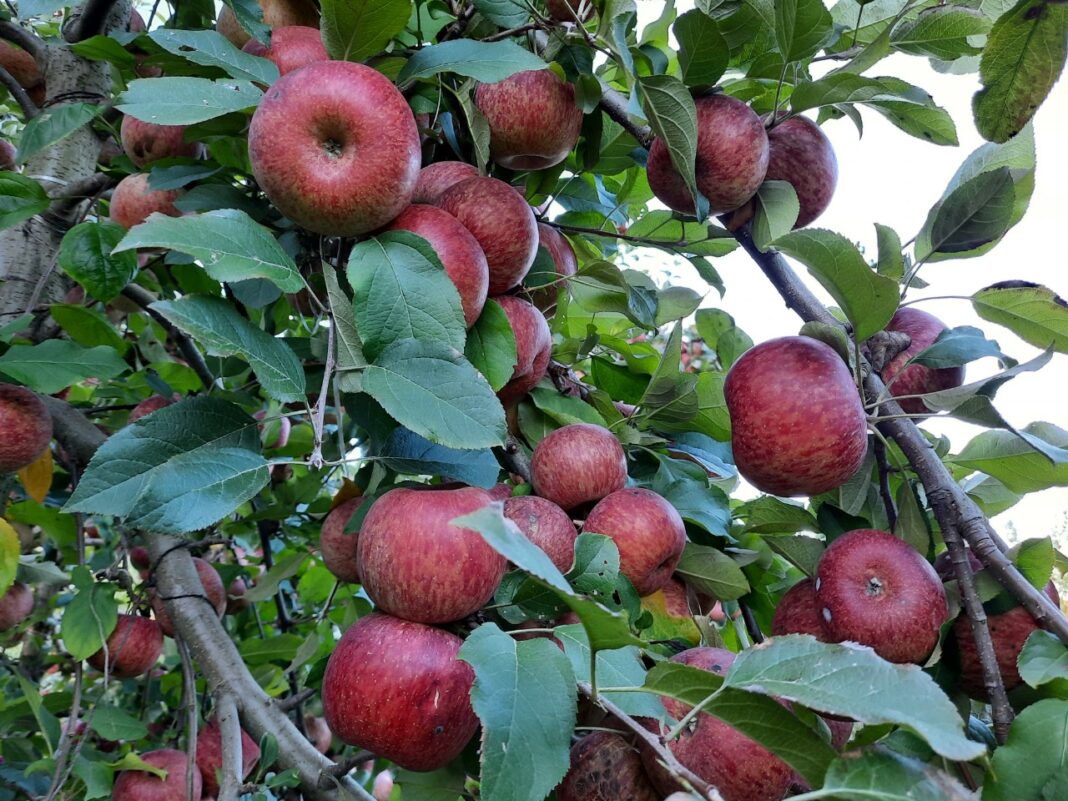safra-da-maca-em-Sao-Joaquim