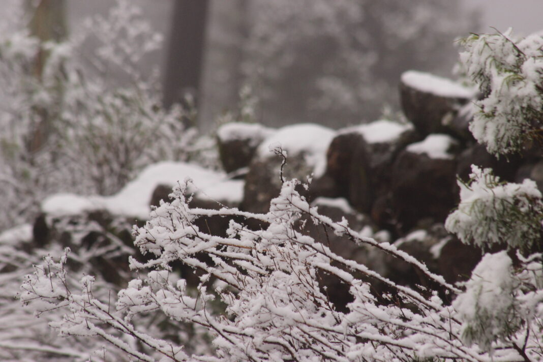 neve (36)