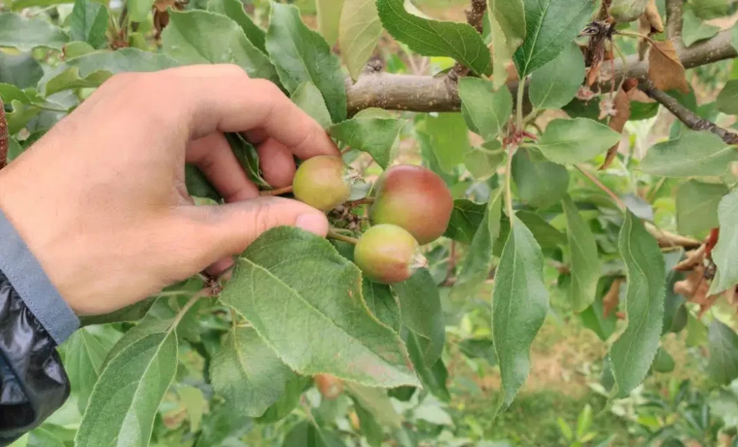 raleio-maca-001-1090x660.jpg