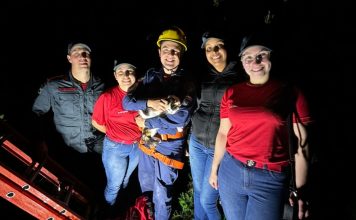 Gatinho é resgatado pelo Corpo de Bombeiros em São Joaquim