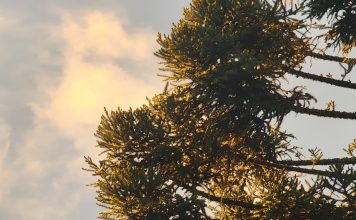 Primavera termina com calor e sol em Santa Catarina