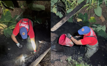 Corpo de Bombeiros realiza resgate de égua que caiu em córrego às margens da BR-282, em Lages