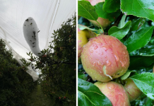 Granizo atinge áreas rurais de São Joaquim e Bom Jardim da Serra