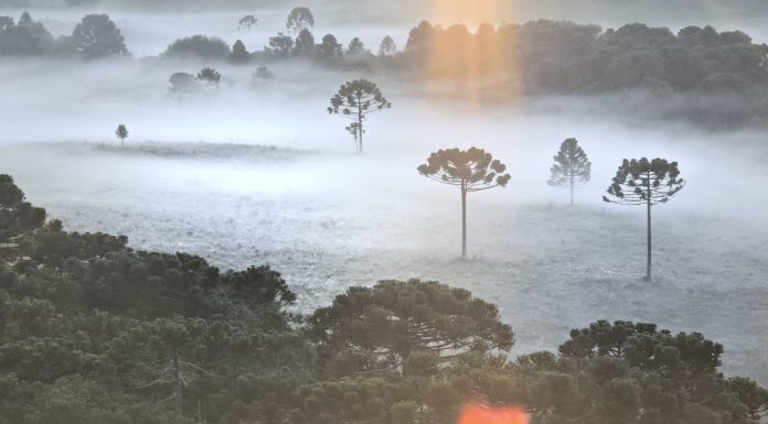 Quinta geada de janeiro é registrada no topo da Serra Catarinense e marca recorde histórico