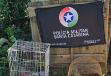 Polícia Ambiental resgata papagaios ameaçados de extinção em Urubici e Rio Rufino