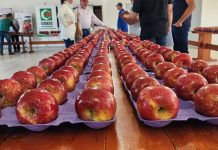 Concurso avalia qualidade da maçã Fuji e reforça excelência da produção em São Joaquim