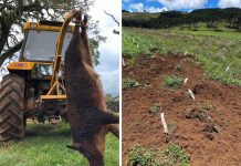 A invasão silenciosa: javalis avançam sobre a Serra Catarinense e colocam em risco o campo, a economia e a segurança