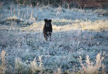Geadão marca manhã desta segunda-feira em SC e temperatura chega a -9,1°C na Serra