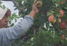 Epagri promove IV Ciclo de Palestras em Fruticultura voltado à cultura da maçã em São Joaquim
