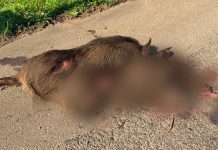Javali de grande porte morre após ser atropelado na BR-116, em Lages