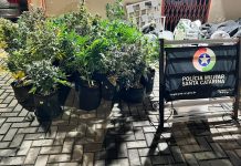 PM apreende cocaína, haxixe, quase R$ 55 mil e encontra estrutura para cultivo de maconha em Lages