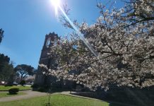 Florada das cerejeiras começa a colorir São Joaquim às vésperas da primavera