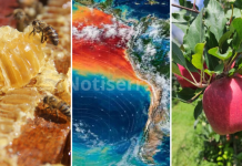 Super El Niño acende alerta para produção de maçã e mel na Serra Catarinense