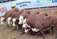 Leilão de Gado Geral encerra Expolages 2026 com alta liquidez e valorização dos animais