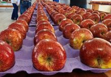 Preço da maçã Cat 3 recua com demanda mais fraca e maior oferta de frutas de qualidade superior