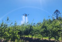 Uso de drones na aplicação de defensivos ganha espaço nos pomares de maçã em São Joaquim