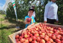 Dia Mundial da Maçã: São Joaquim se destaca como uma das maiores produtoras da fruta no Brasil