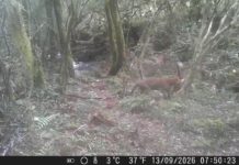 Jaguatirica é registrada em vídeo durante manhã de frio intenso em Bom Jesus, na Serra Gaúcha