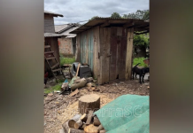 Cerca de 30 animais são resgatados em situação de maus-tratos em Lages